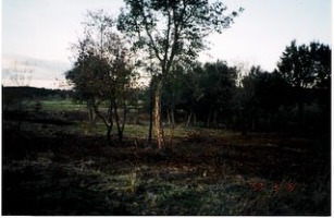 Mato abandonado (1999-03-06)