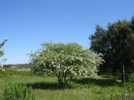 Crataegus