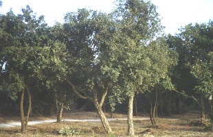 Passeio 2000 08 19 0024