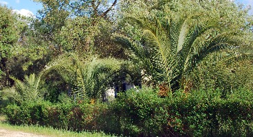 Phoenix canariensis 04 2011 0302