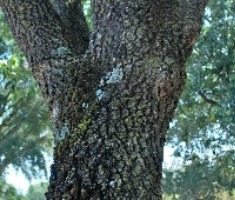 Quercus faginea 08 2017 2766