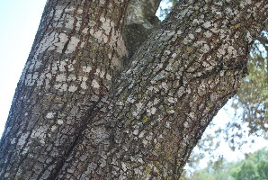 Quercus ilex 08 2017 2767