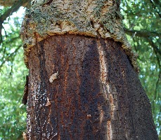 Quercus suber 08 2017 2765